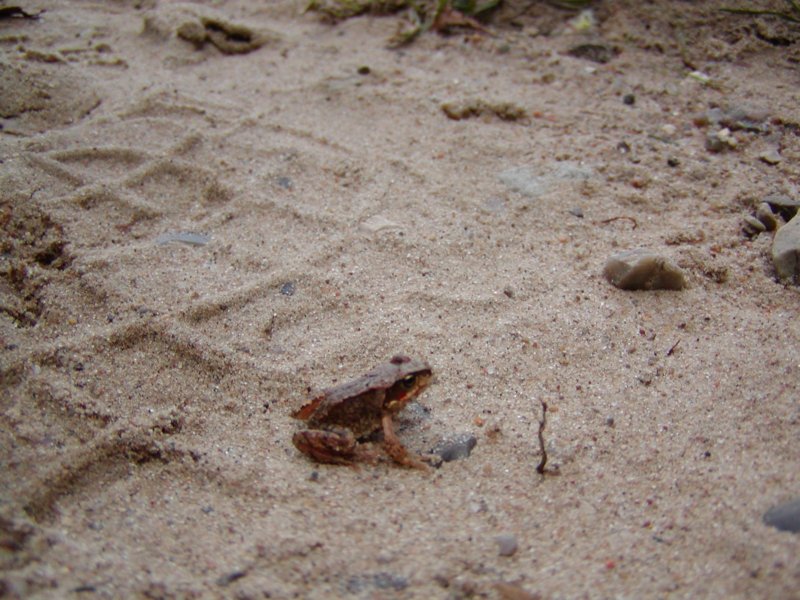 Photograph